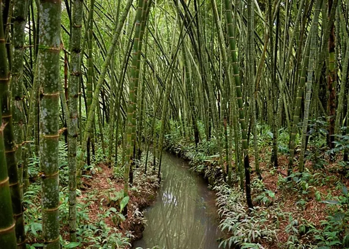 El Jardin De Los Colibries - Pereira, Risaralda