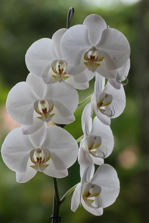 度假居 El Jardin De Colibries - Pereira, Risaralda Pereira
