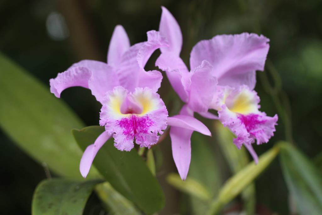 Holiday home El Jardin De Colibries - Pereira, Risaralda *